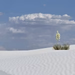 White Sands National Park